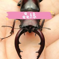 蟲緣討論競標群