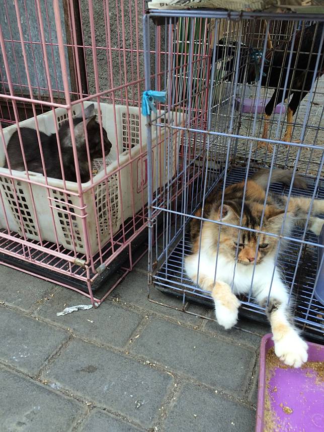 Viral Dokter Hewan Sebut Kucing Barito Mahal Tapi Penyakitan Imbau Untuk Stop Beli Dan Mulai Adopsi Trending Now Line Today