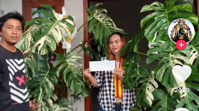 Seorang Warga Solo Beli Tanaman Monstera Variegata Seharaga Rp 225 Juta