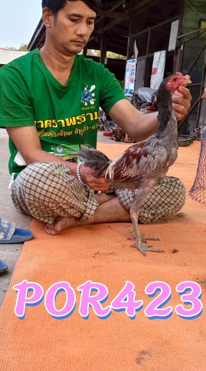แข้งเทพฟาร์ม