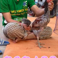 แข้งเทพฟาร์ม