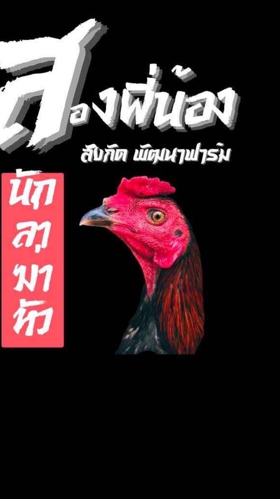 ซื้อขายไก่ชนพัฒนาฟาร์ม โกวเซ้ม100