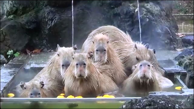 水豚 埼玉縣兒童動物自然公園