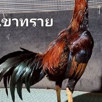 ถาวรการเกษตร1