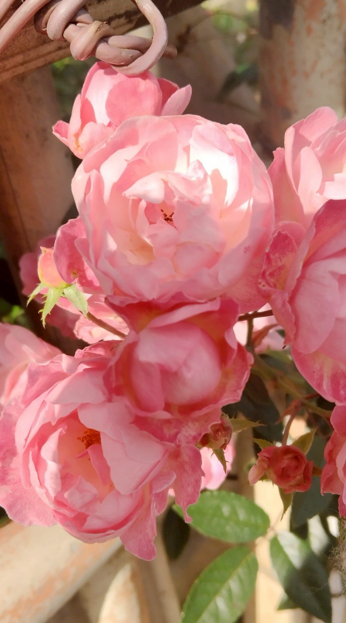 IKM學習如何學習社