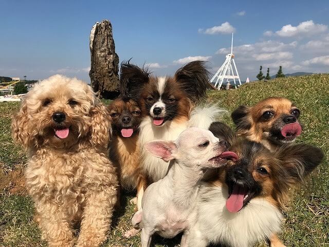 八王子 高尾山の絶景紅葉スポット6選 遊べる施設も多数