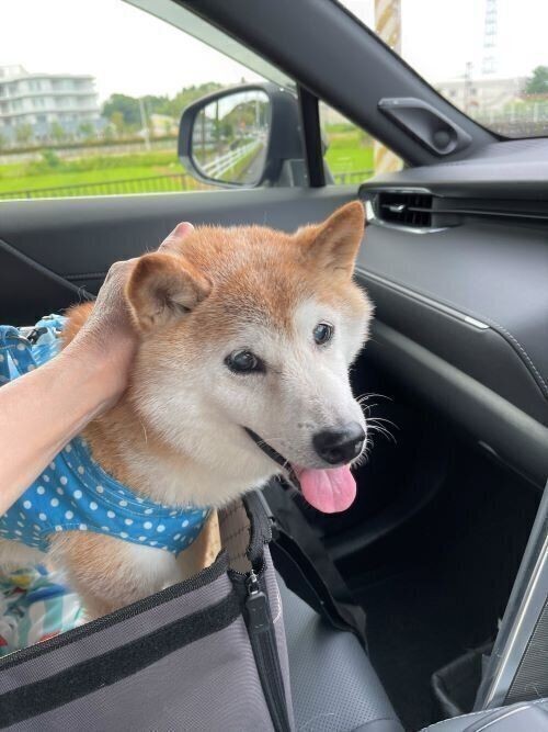 柴犬かぼすちゃん ドライブ中の キュンキュン鳴き対策