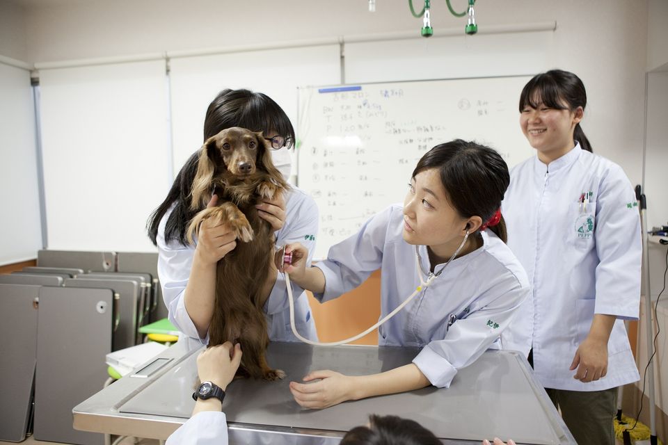 Recent Media 大阪ペピイ動物看護専門学校