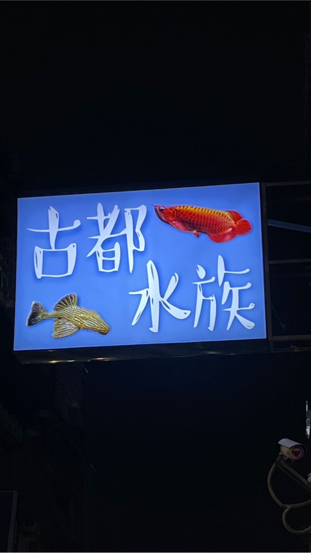 台南-古都水族-龍魚異形專賣店