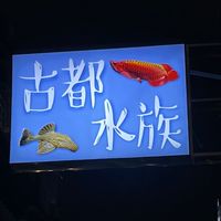 台南-古都水族-龍魚異形專賣店