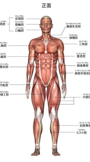 MUSCLE LAB.