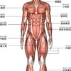 MUSCLE LAB.