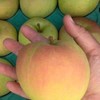小蜜水果～～團購