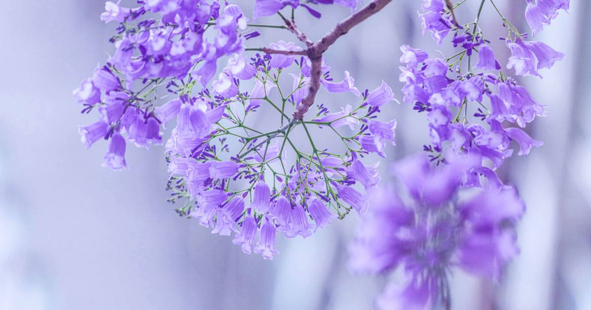 18區 藍花楹浪漫唯美淡紫花海 Metro Pop Line Today