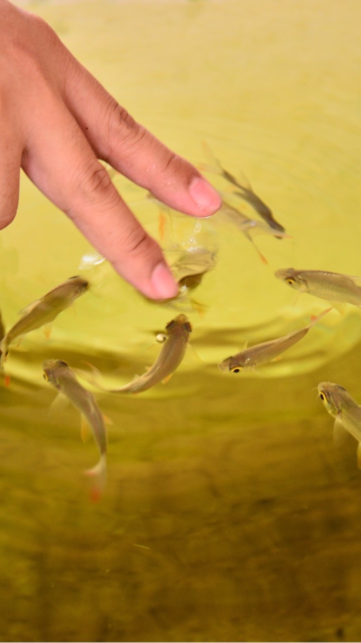 魚菜鱻森