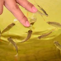 魚菜鱻森
