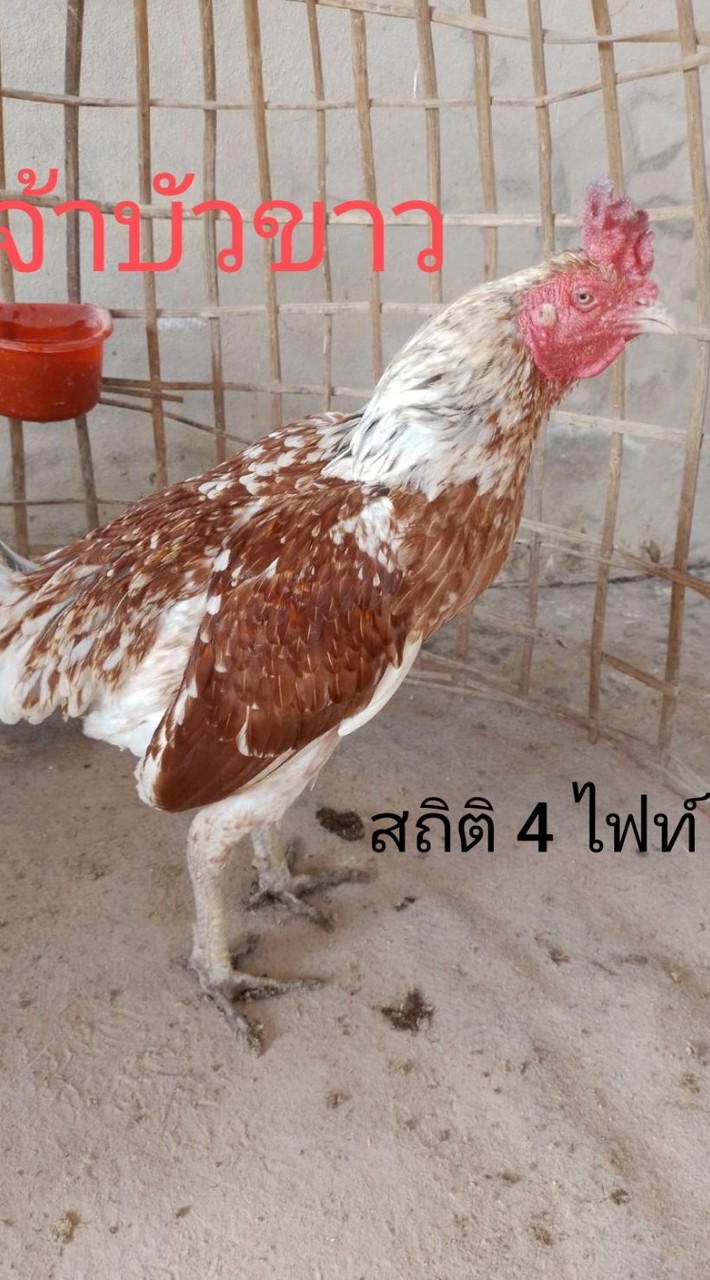 นิพนฟาร์ม