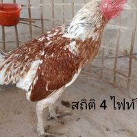นิพนฟาร์ม