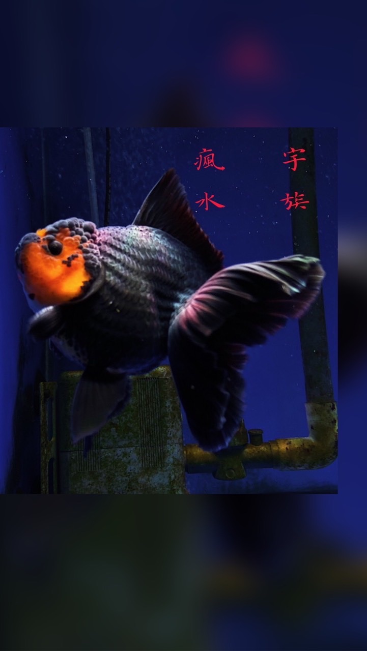 瘋宇水族（批發，零售）