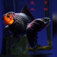 瘋宇水族（批發，零售）