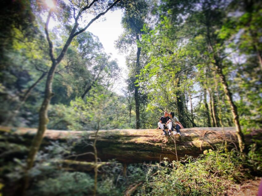 新竹景點推薦鎮西堡神木群
