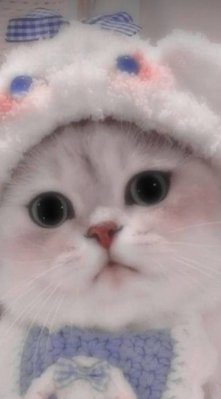 กลุ่มคนรักแมว😽💖