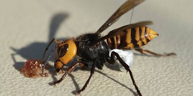 Apa Perbedaan Hewan Beracun Dan Hewan Berbisa Ini Jawabannya Pintarpet Line Today