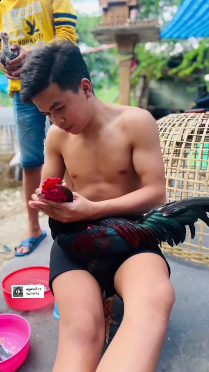 เพชรโฟกัส มวยไทยไก่ชน ฟาร์ม