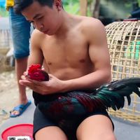 เพชรโฟกัส มวยไทยไก่ชน ฟาร์ม