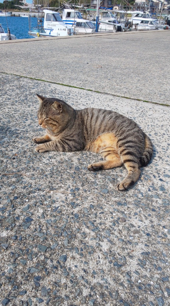 犬ちゃん&猫ちゃんの癒し場所💕保護と譲渡お知らせしあいましょ❣️のオープンチャット