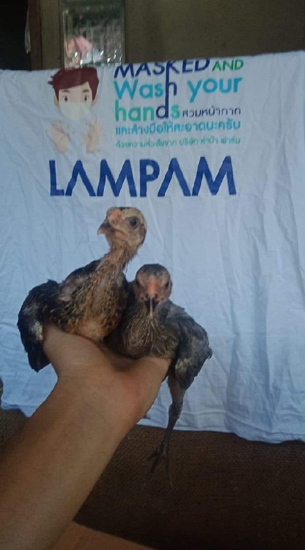 พูดคุยซื้อขายไก่ชนทุกสายพันธุ์ และปรึกษาอาการไก่ป่วย