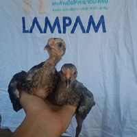 พูดคุยซื้อขายไก่ชนทุกสายพันธุ์ และปรึกษาอาการไก่ป่วย
