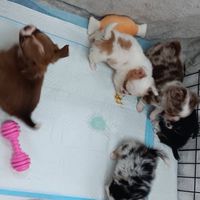 各式優質品種幼犬幼貓買賣