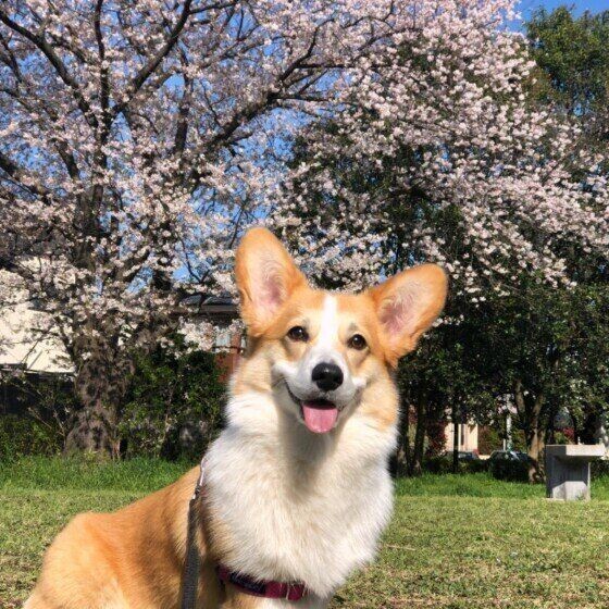 犬にとって 春に注意したい5つのアレルギー とは