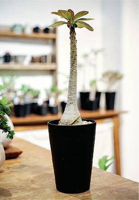 綠色生活 塊根植物醜怪得來可愛 明報 Line Today