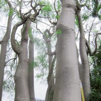 國外植物代購專業服務