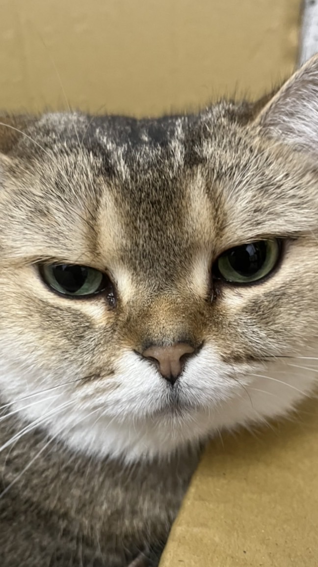 Kaohsiung 女子月月 友