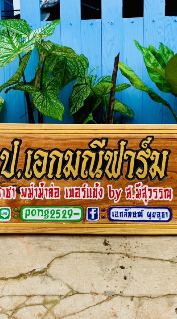 ป๋อง ซุ้มเอกมณี ไก่สายเลือด สมีสุวรรณ