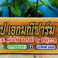 ป๋อง ซุ้มเอกมณี ไก่สายเลือด สมีสุวรรณ