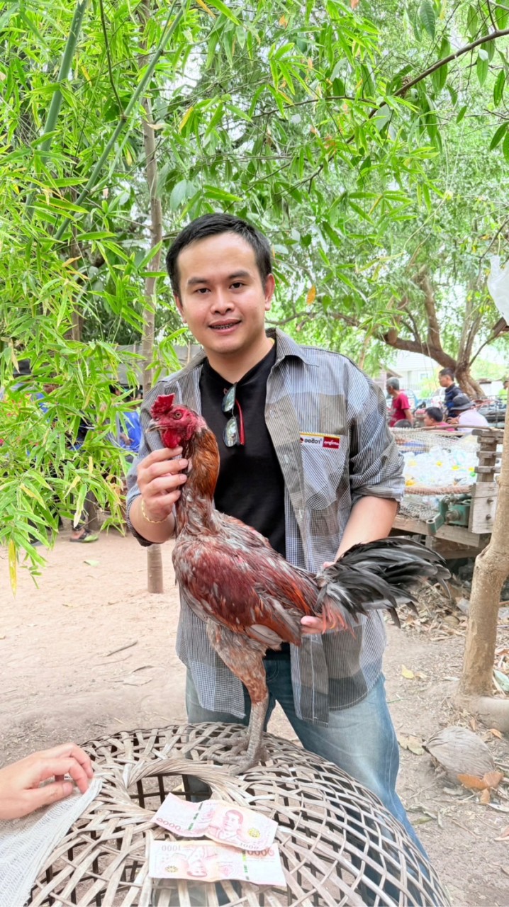 🐲ท.ทวี ไก่ชนพม่าพัฒนา🐉