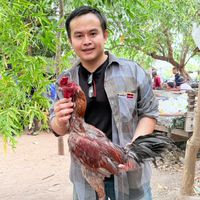 🐲ท.ทวี ไก่ชนพม่าพัฒนา🐉