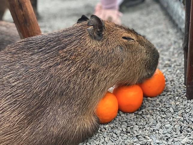 圖片來源：FB @張美阿嬤農場