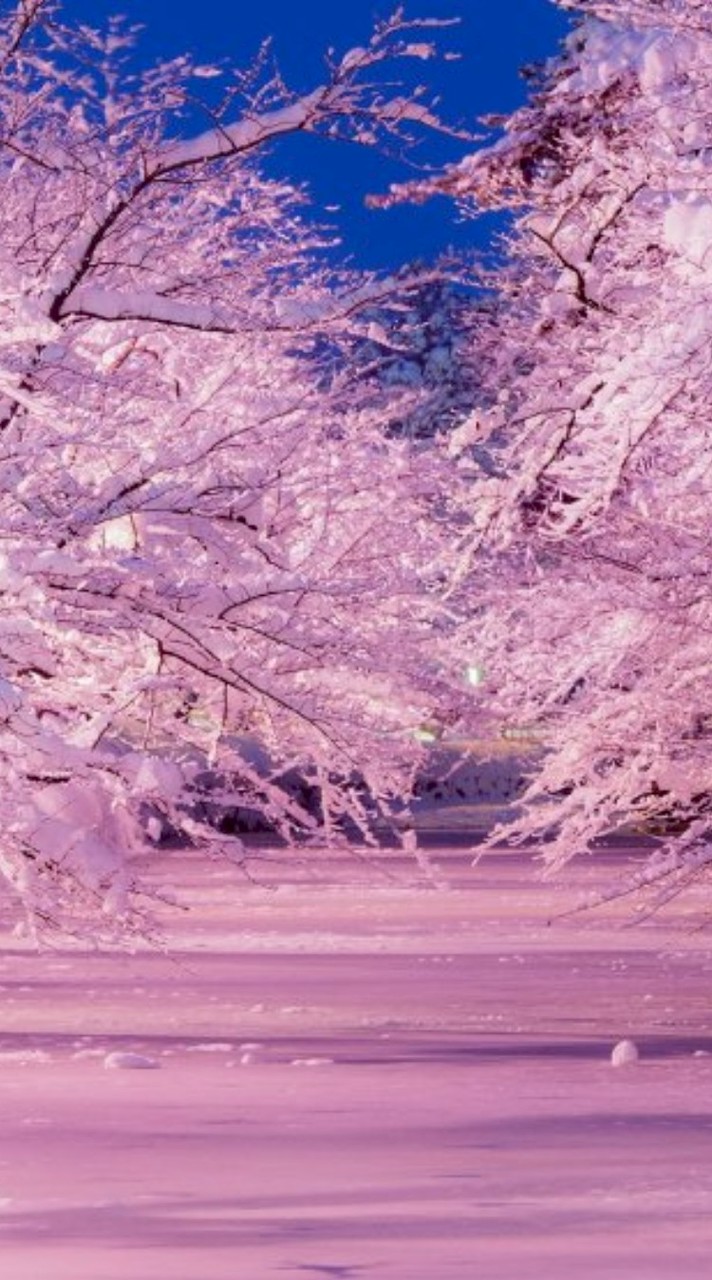 ［DOW］雪の桜
