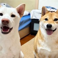 芋頭芋圓零食鋪