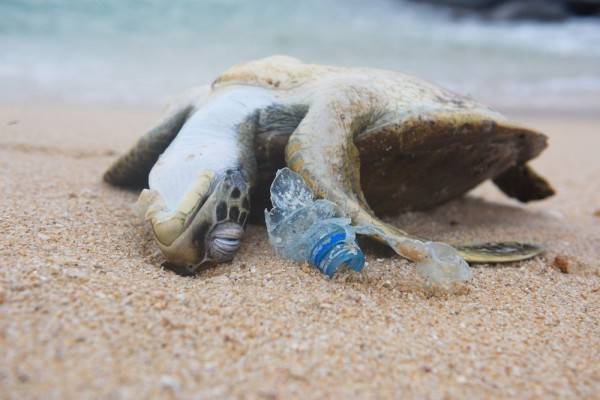 Perubahan ini Terjadi pada Bumi karena Plastik