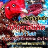 ซุ้ม.เพชรบุระ พม่าเบอร์แข้ง สายเลือดเงินล้าน