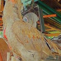 สุขสันต์ฟาร์มภูเวียง+ขุนหาร