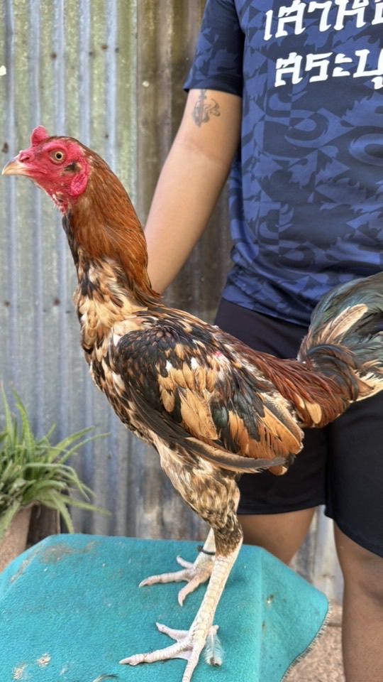 ไก่ชนคนรากหญ้า