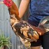 ไก่ชนคนรากหญ้า