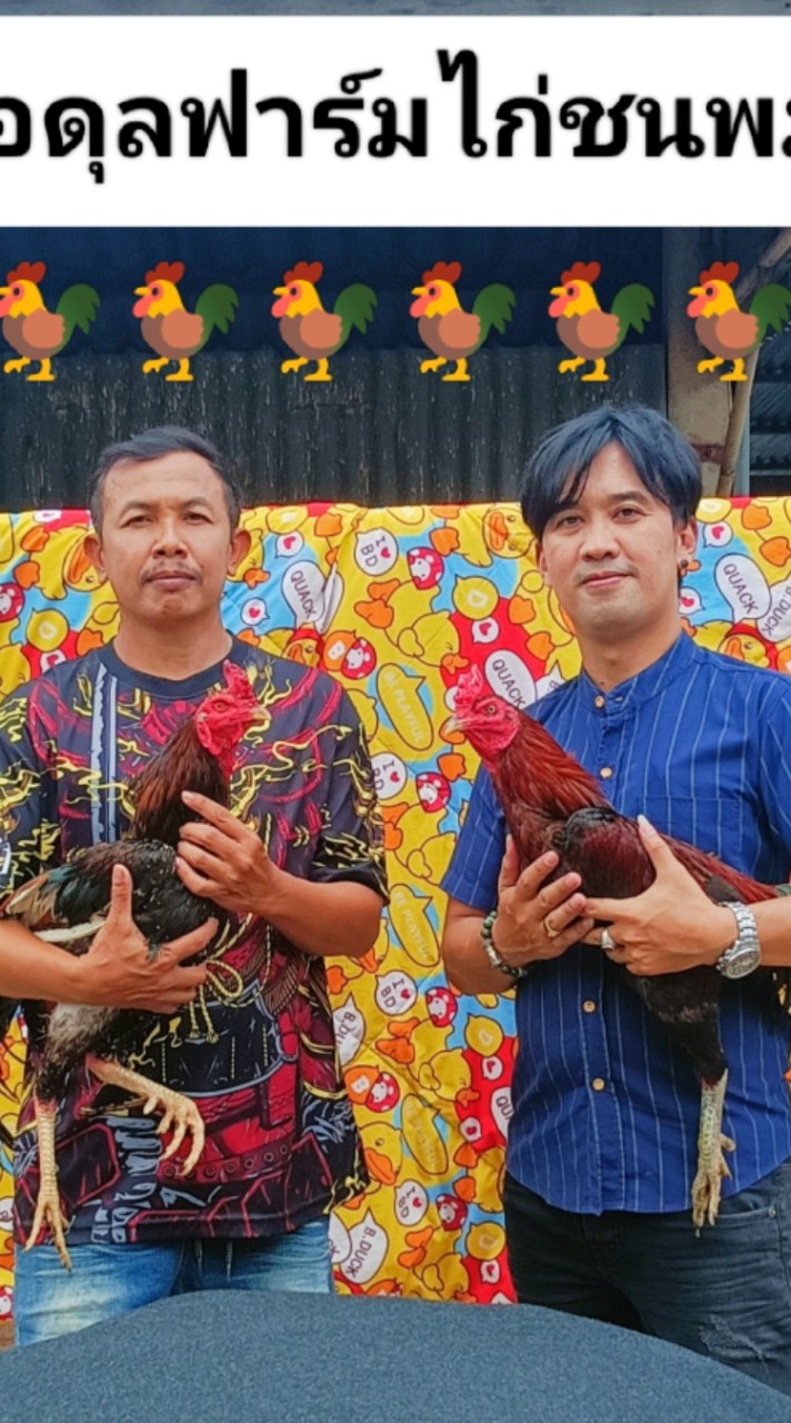 อ.อดุลฟาร์มไก่ชนพม่า ฉะเชิงเทรา